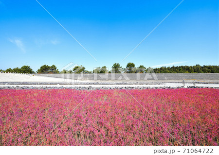 佐賀市　東よか干潟の風景 71064722