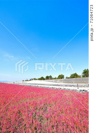 佐賀市　東よか干潟の風景 71064723