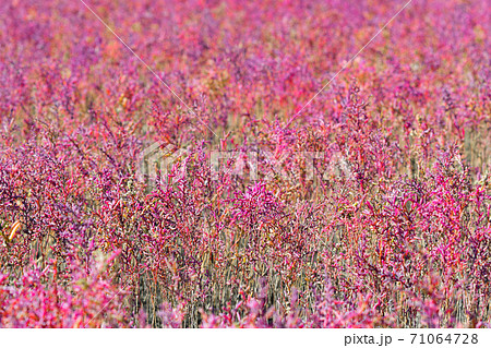 佐賀市　東よか干潟の風景 71064728