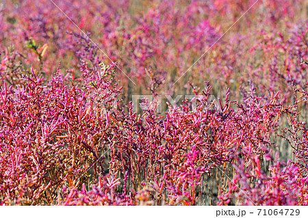 佐賀市　東よか干潟の風景 71064729
