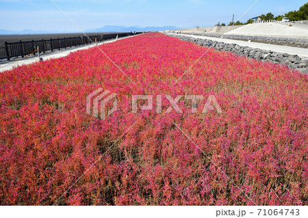 佐賀市 東よか干潟の風景 佐賀市 東よか干潟の風景 71064743