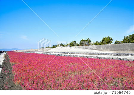 佐賀市 東よか干潟の風景 佐賀市 東よか干潟の風景 71064749