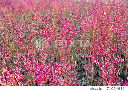 佐賀市　東よか干潟の風景 71064931