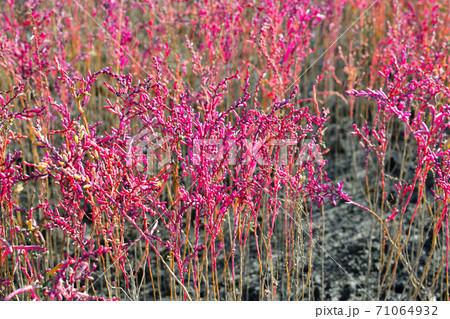 佐賀市　東よか干潟の風景 71064932
