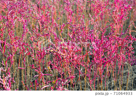 佐賀市　東よか干潟の風景 71064933