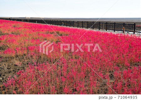 佐賀市 東よか干潟の風景 佐賀市 東よか干潟の風景 71064935