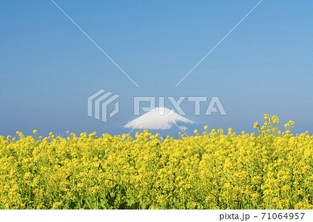 三浦半島早春の菜の花畑 3 三浦半島早春の菜の花畑 3 71064957