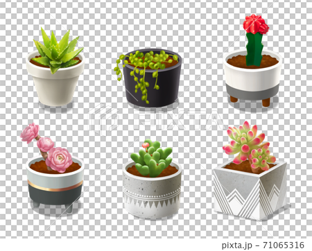 Plants and pots Plants and pots 71065316
