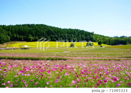 太陽の丘えんがる公園コスモス園 北海道の写真素材