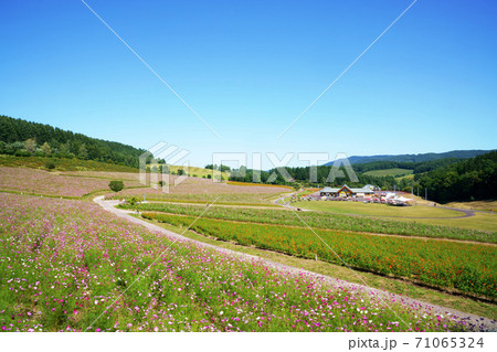 太陽の丘えんがる公園コスモス園 北海道の写真素材