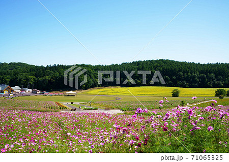 太陽の丘えんがる公園コスモス園 北海道の写真素材