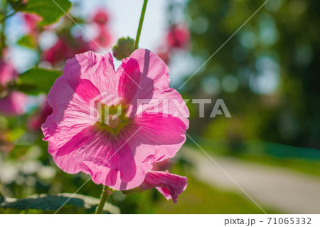 Bright crimson mallow flowers on a blurred background. Bright crimson mallow flowers on a blurred background. 71065332