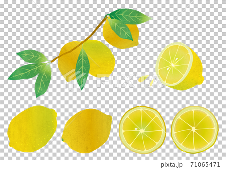 各種檸檬的素材插圖 各種檸檬的素材插圖 71065471