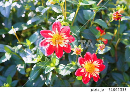 秋の公園 ダリアの花 秋の公園 ダリアの花 71065553