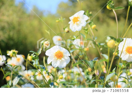 秋の公園　ダリアの花 71065558