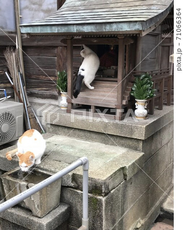 猫コンビ　実行犯と見張り役 71066364