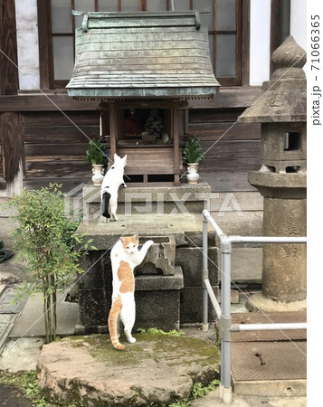 猫コンビ 実行犯と見張り役 猫コンビ 実行犯と見張り役 71066365