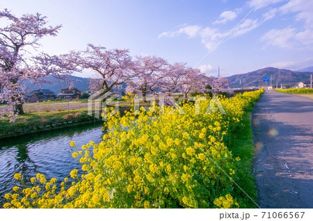 桜 菜の花 青空 桜 菜の花 青空 71066567