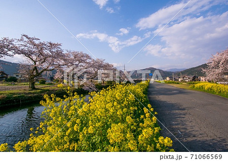 桜 菜の花 青空 桜 菜の花 青空 71066569