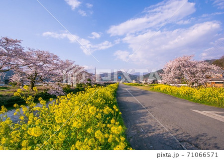 桜　菜の花　青空 71066571