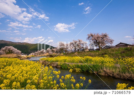 桜 菜の花 青空 桜 菜の花 青空 71066579