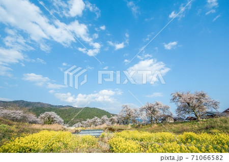 桜　菜の花　青空 71066582