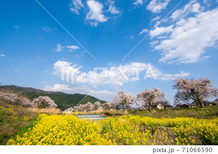 桜　菜の花　青空 71066590