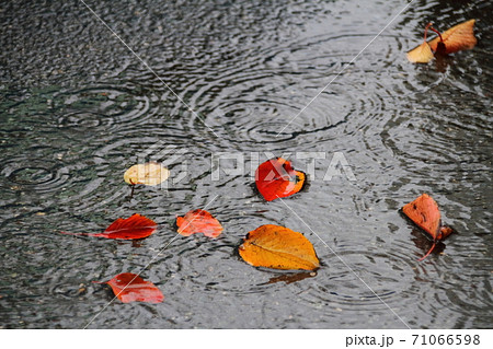 秋雨に打たれる黄葉した桜の落ち葉 秋雨に打たれる黄葉した桜の落ち葉 71066598