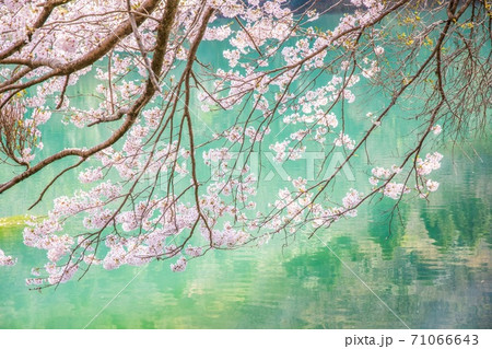 桜　池　秘境 71066643