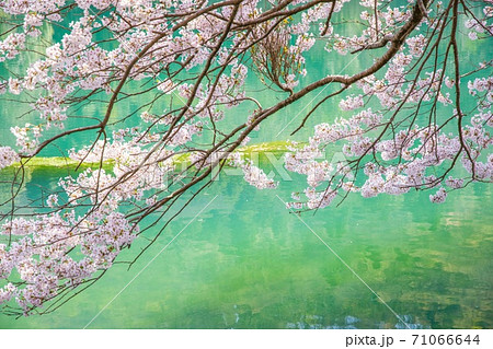 桜 池 秘境 桜 池 秘境 71066644