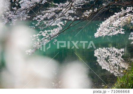 桜　池　秘境 71066668