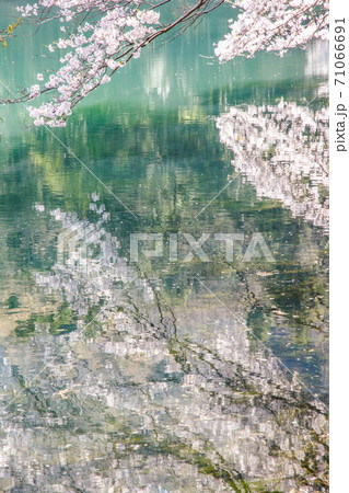 桜　池　秘境 71066691