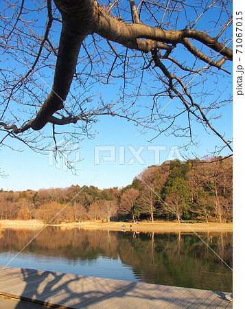 桜の木と池と森のある冬の21世紀の森と広場風景 71067015