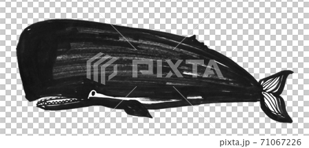 手書きのくじら 71067226