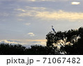 琵琶湖岸の木にとまる白鷺 71067482