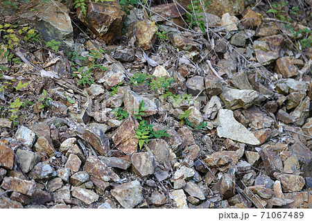 石の集まり 71067489