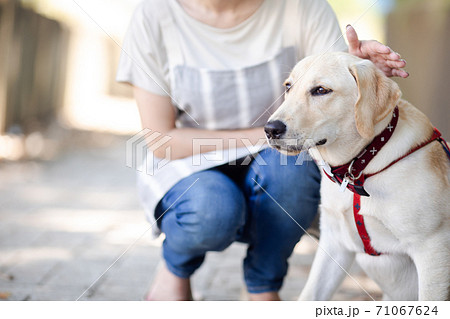 飼い主と散歩する犬 71067624