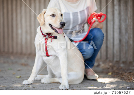 飼い主と散歩する犬 71067627