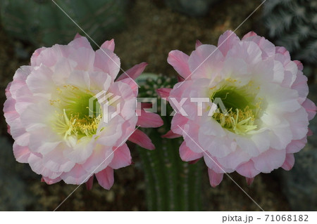 二輪のサボテンの花 71068182