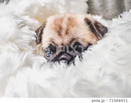 Lovable puppy. Day light. Concept of care pets 71068451