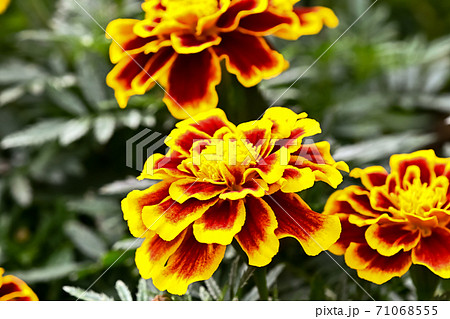 マリーゴールド(デュランゴビー) マリーゴールド(デュランゴビー) 71068555