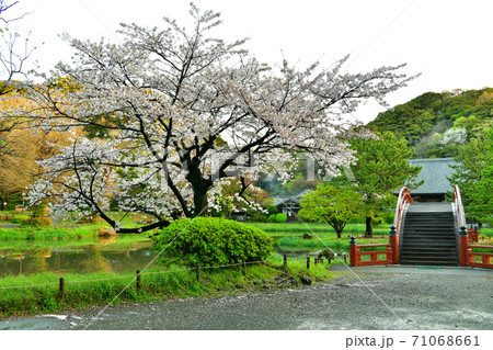 桜満開の称名寺阿字が池の浄土庭園 桜満開の称名寺阿字が池の浄土庭園 71068661