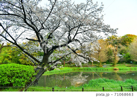 桜満開の称名寺阿字が池の浄土庭園 71068663