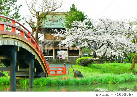 桜満開の称名寺阿字が池の浄土庭園 71068667