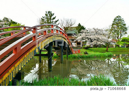 桜満開の称名寺阿字が池の浄土庭園 71068668