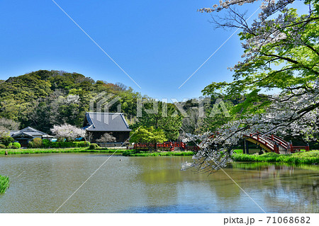 桜満開の称名寺阿字が池の浄土庭園 71068682