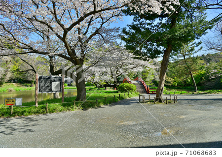 桜満開の称名寺阿字が池の浄土庭園 71068683