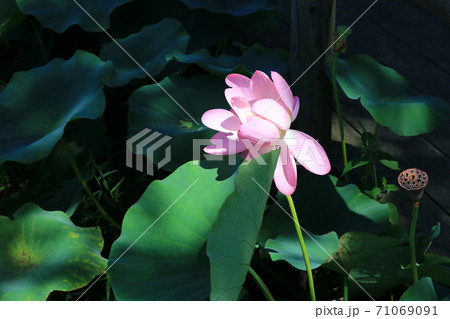 五郎沼、古代蓮 五郎沼、古代蓮 71069091