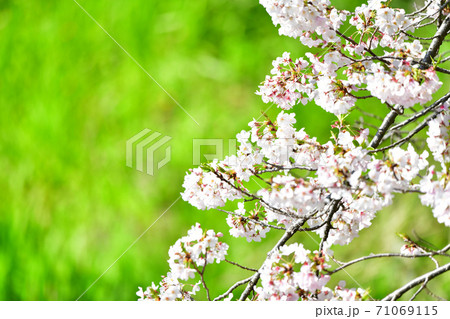 ソメイヨシノ桜の背景素材画像 71069115