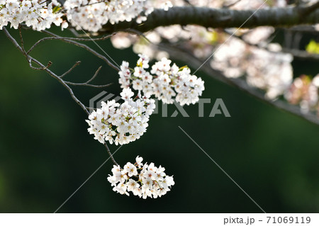 ソメイヨシノ桜の背景素材画像 71069119